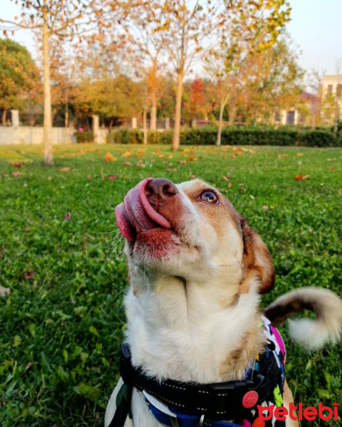 Jack Russell Terrier, Köpek  Berduş fotoğrafı