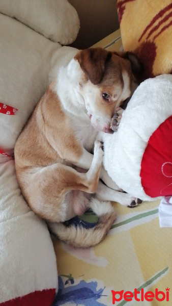 Jack Russell Terrier, Köpek  Berduş fotoğrafı
