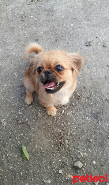 Pekingese, Köpek  Karamel fotoğrafı