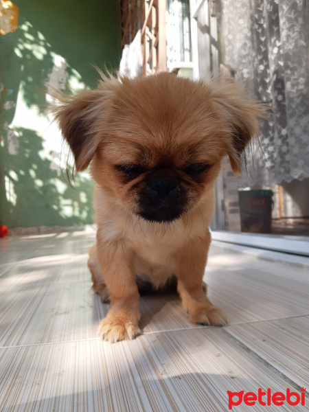 Pekingese, Köpek  Karamel fotoğrafı