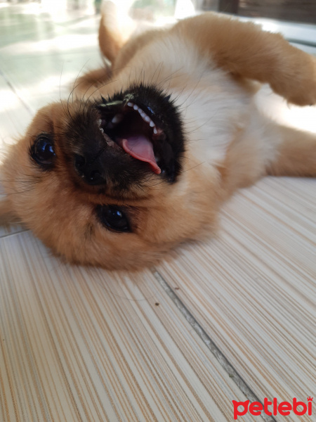 Pekingese, Köpek  Karamel fotoğrafı