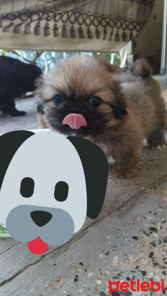 Pekingese, Köpek  Karamel fotoğrafı