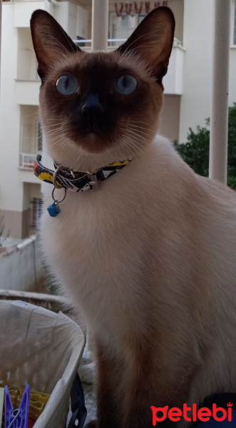 Siyam Kedisi, Kedi  Hera fotoğrafı