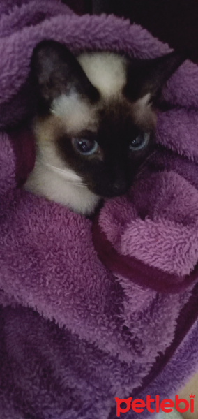 Siyam Kedisi, Kedi  Hera fotoğrafı