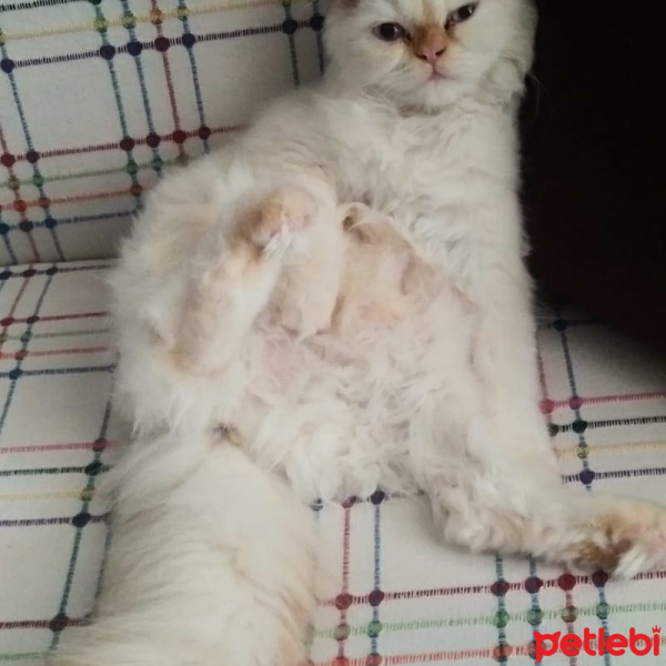 İran Kedisi (Persian), Kedi  Şeker fotoğrafı