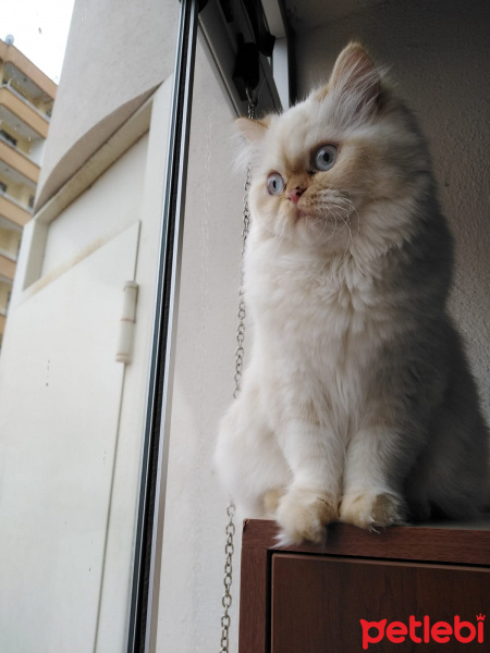 İran Kedisi (Persian), Kedi  Şeker fotoğrafı