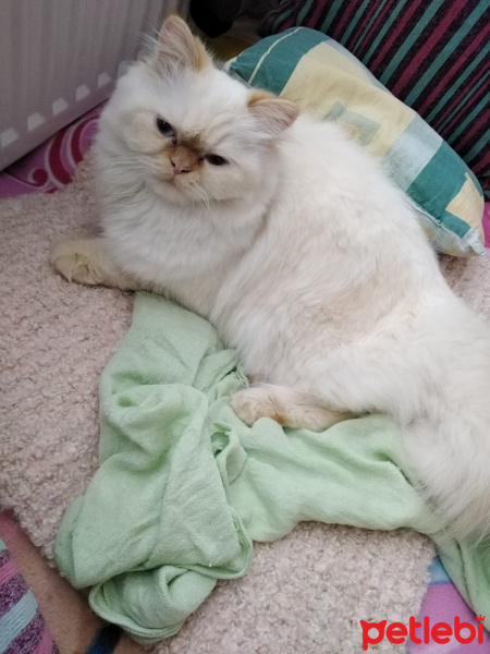 İran Kedisi (Persian), Kedi  Şeker fotoğrafı
