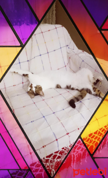Tekir Kedi, Kedi  LEYLA fotoğrafı