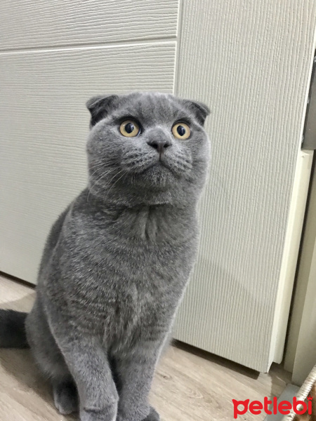 Scottish Fold, Kedi  Leo fotoğrafı