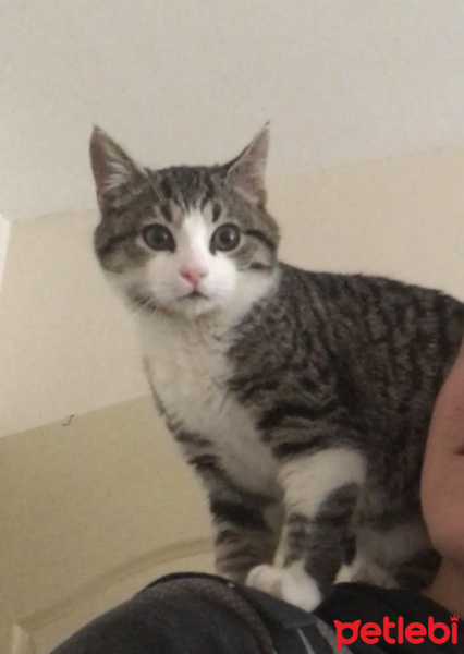 Tekir Kedi, Kedi  Lokum fotoğrafı