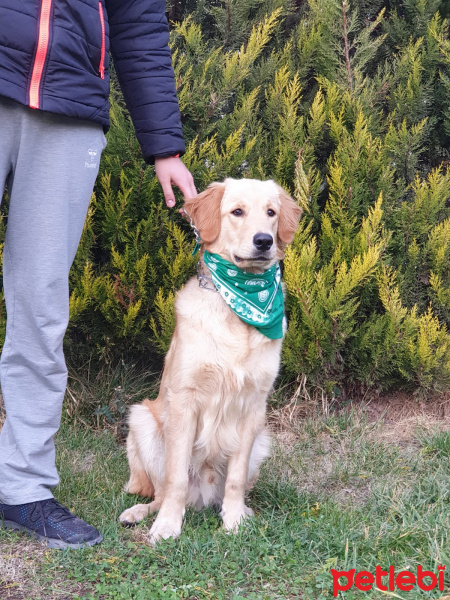 Golden Retriever, Köpek  Pablo fotoğrafı