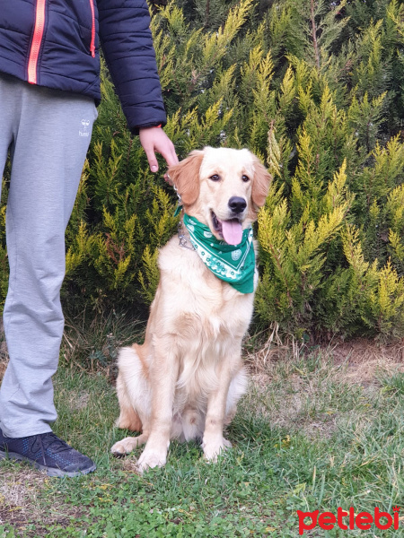 Golden Retriever, Köpek  Pablo fotoğrafı
