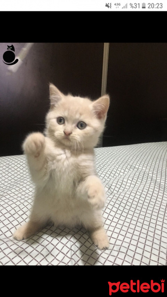 British Shorthair, Kedi  Pamuk fotoğrafı