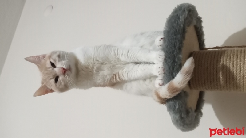 Sarman, Kedi  Şeker fotoğrafı