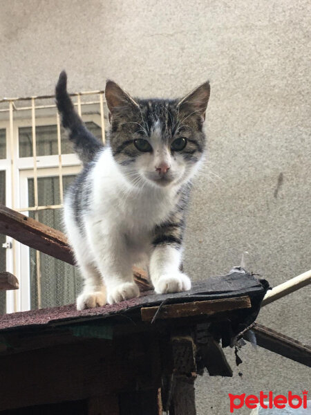 Tekir Kedi, Kedi  Pembe Burun fotoğrafı