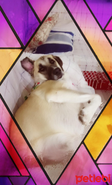 Sokö (Sokak Köpeği), Köpek  Kapari fotoğrafı