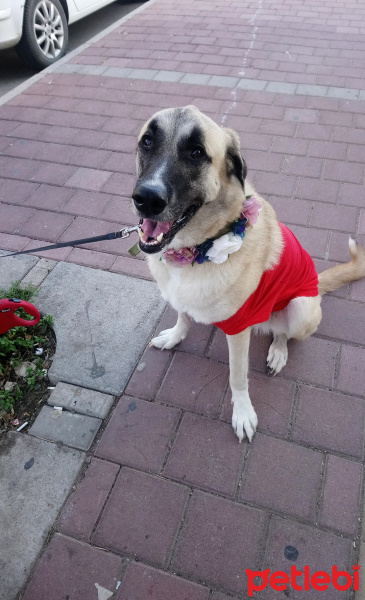 Sokö (Sokak Köpeği), Köpek  Kapari fotoğrafı