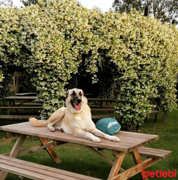 Sokö (Sokak Köpeği), Köpek  Kapari fotoğrafı
