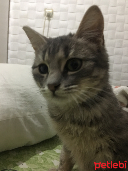 Tekir Kedi, Kedi  Bedri fotoğrafı