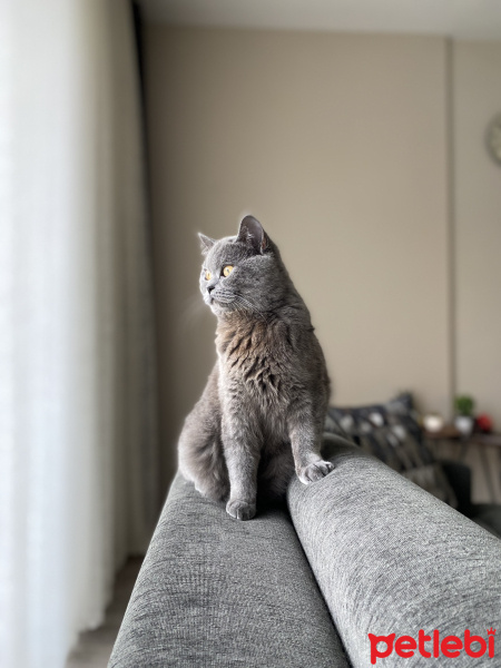 British Shorthair, Kedi  İnci fotoğrafı