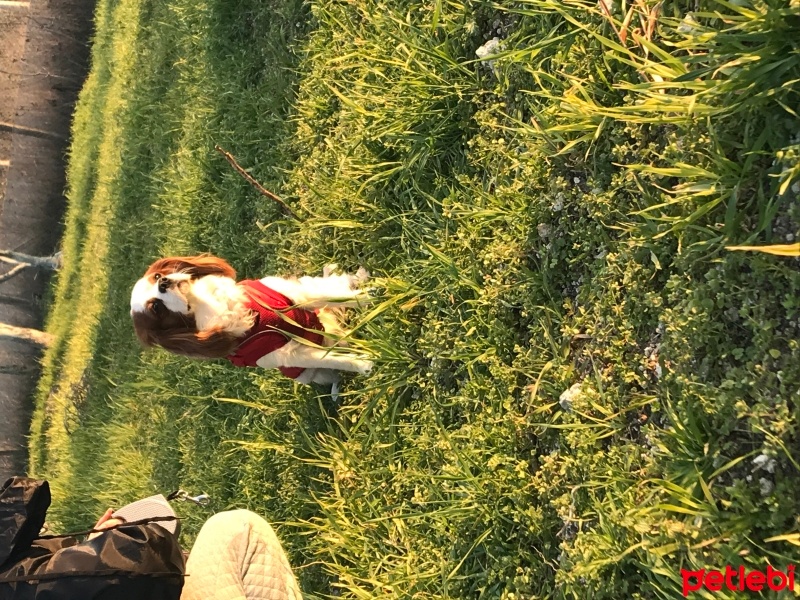 Cavalier King Charles Spanieli, Köpek  Milo fotoğrafı