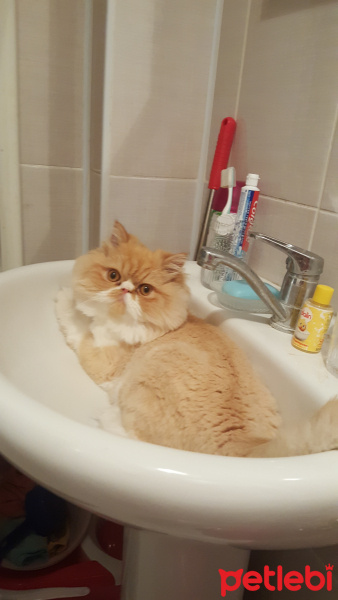 İran Kedisi (Persian), Kedi  badem fotoğrafı