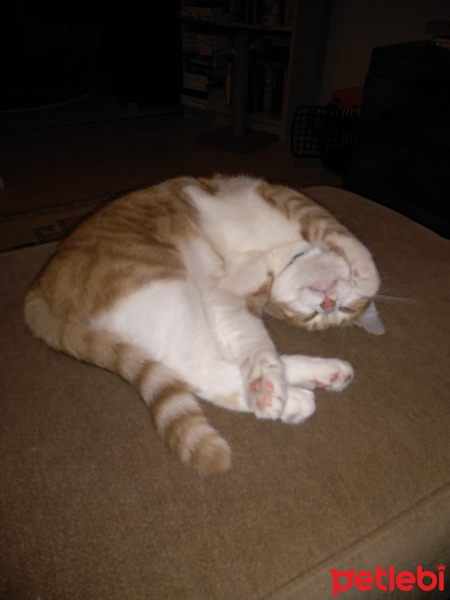 Sarman, Kedi  MİNNAK fotoğrafı