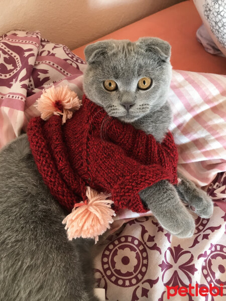 Scottish Fold, Kedi  Gölge fotoğrafı