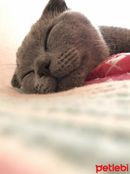 Scottish Fold, Kedi  Gölge fotoğrafı