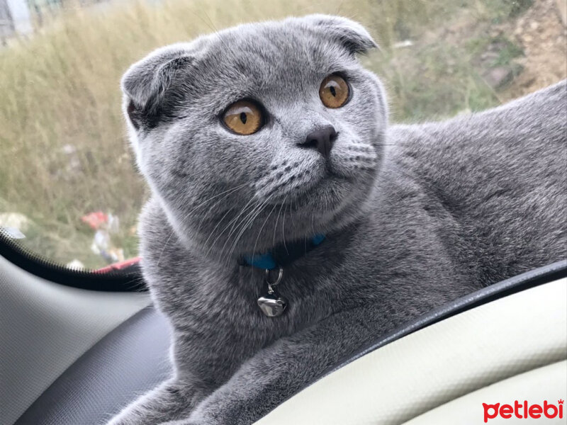 Scottish Fold, Kedi  Gölge fotoğrafı