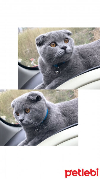 Scottish Fold, Kedi  Gölge fotoğrafı