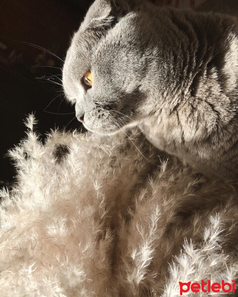 Scottish Fold, Kedi  Gölge fotoğrafı