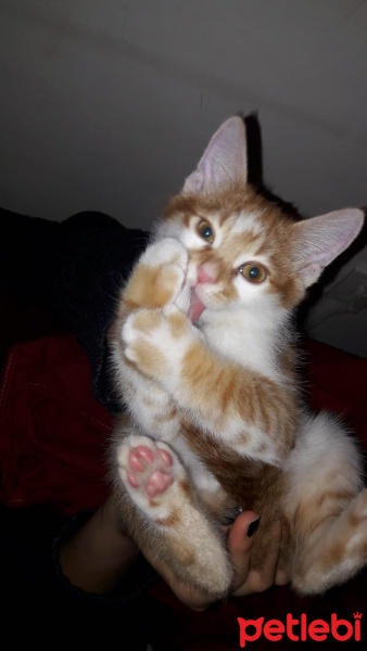 Sarman, Kedi  Peluş fotoğrafı