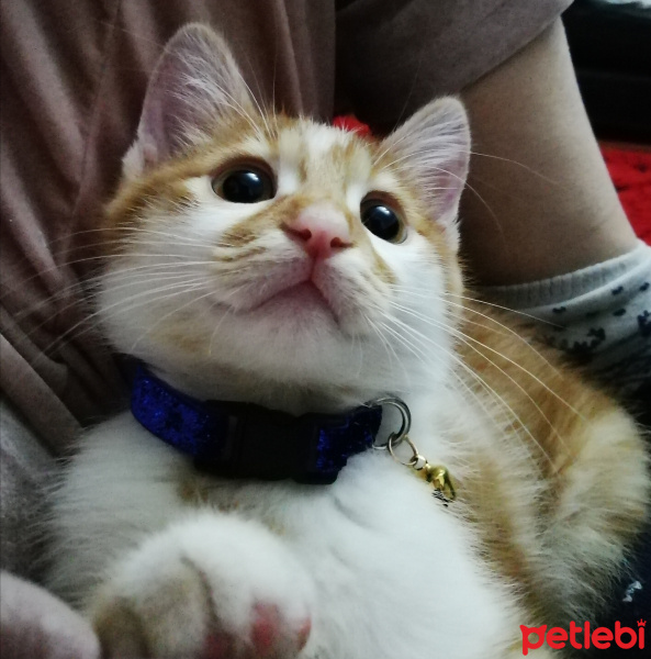 Sarman, Kedi  Peluş fotoğrafı
