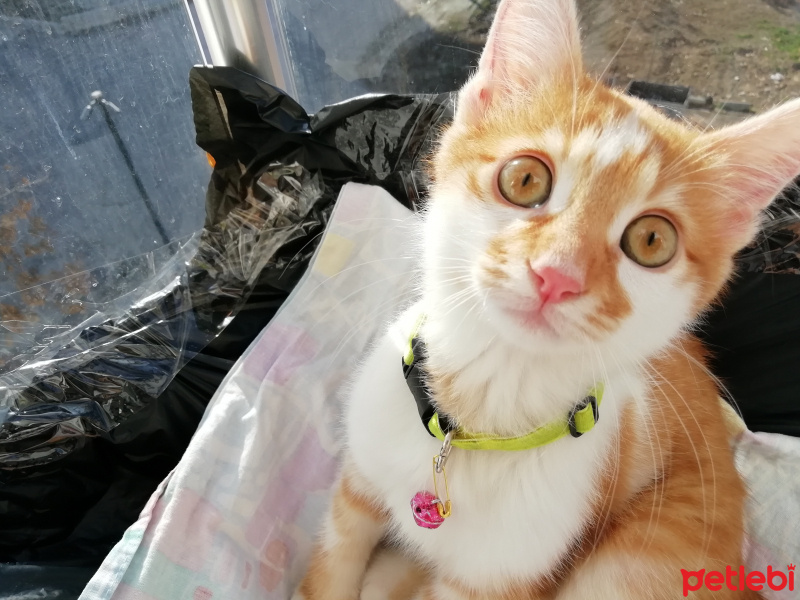 Sarman, Kedi  Peluş fotoğrafı