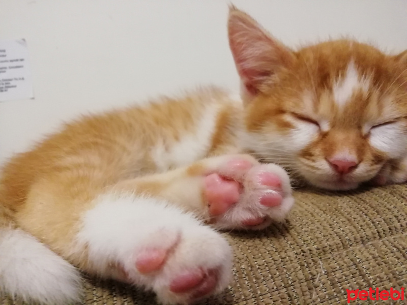 Sarman, Kedi  Peluş fotoğrafı