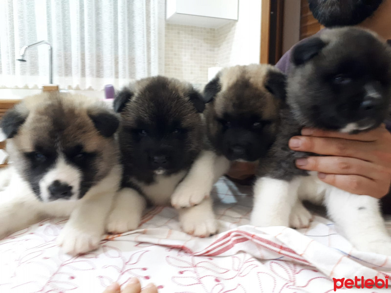 Akita İnu, Köpek  boris fotoğrafı