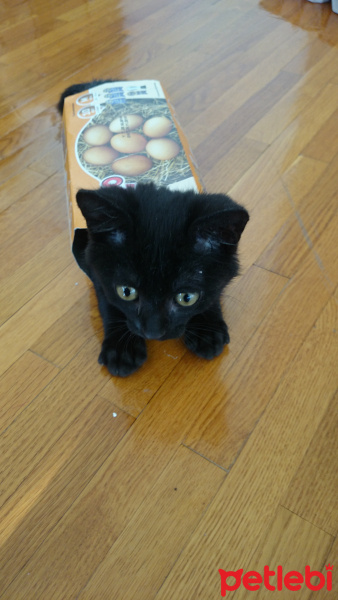 Tekir Kedi, Kedi  zeytin fotoğrafı