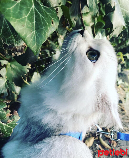 Chinchilla, Kedi  BamBam fotoğrafı