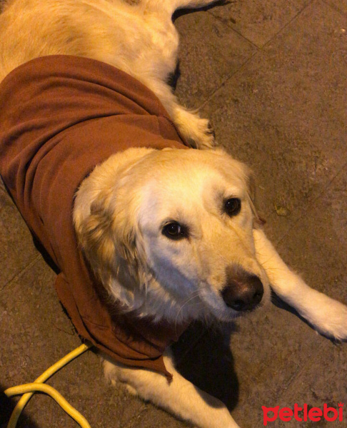 Golden Retriever, Köpek  Gucci fotoğrafı