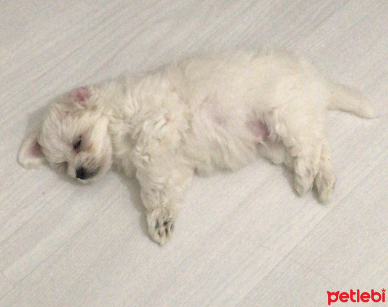 Maltese, Köpek  Leo fotoğrafı