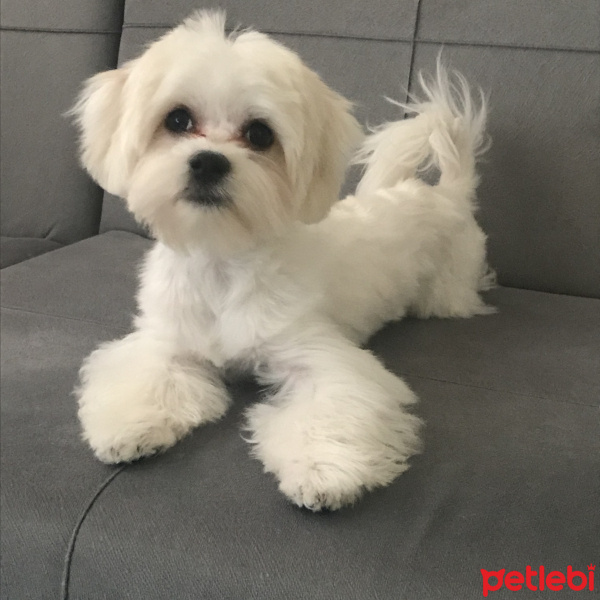 Maltese, Köpek  Leo fotoğrafı