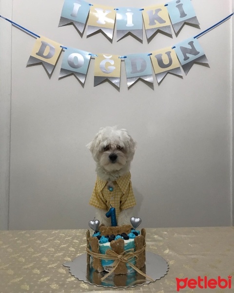 Maltese, Köpek  Leo fotoğrafı