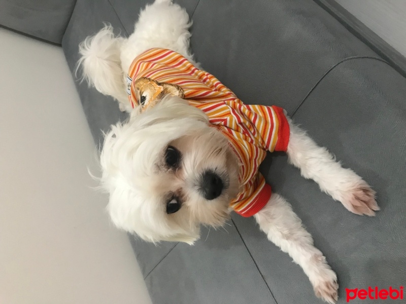 Maltese, Köpek  Leo fotoğrafı
