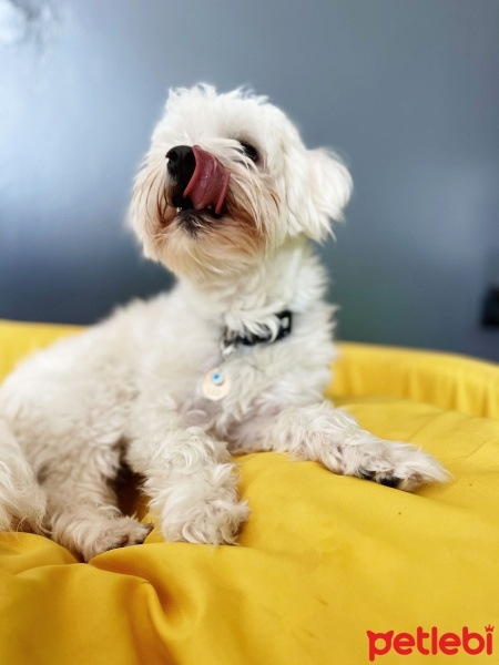Maltese, Köpek  Leo fotoğrafı