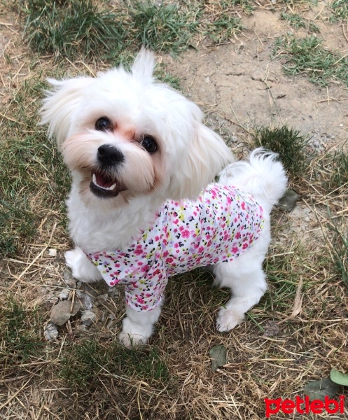 Maltese, Köpek  Leo fotoğrafı