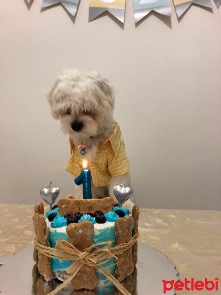 Maltese, Köpek  Leo fotoğrafı