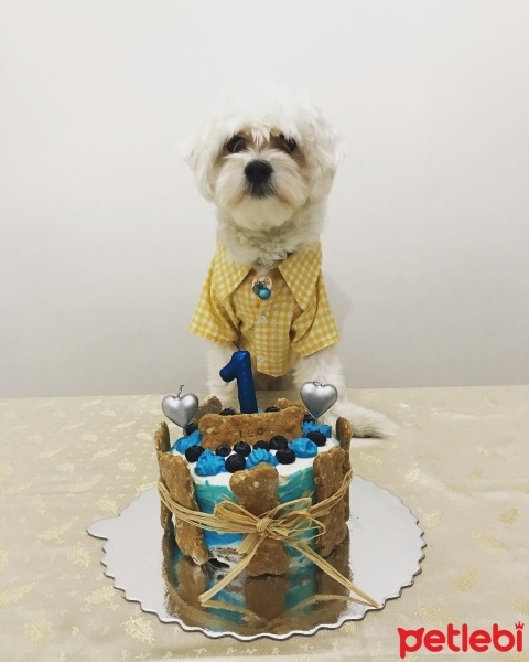 Maltese, Köpek  Leo fotoğrafı