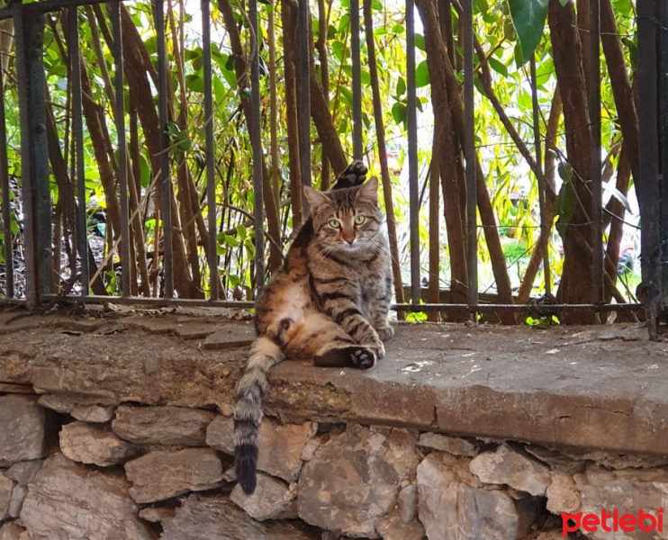 Tekir Kedi, Kedi  sokak kedisi fotoğrafı