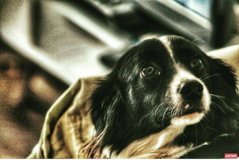 Border Collie, Köpek  Ruby fotoğrafı
